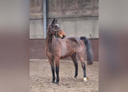 Zangersheide, Yegua, 5 años, 167 cm, Castaño