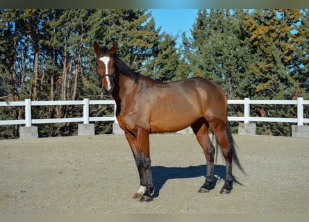 Zangersheide, Yegua, 5 años, 170 cm, Castaño