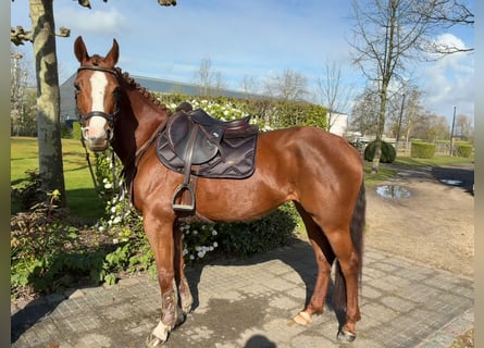 Zangersheide, Yegua, 6 años, 160 cm, Alazán-tostado