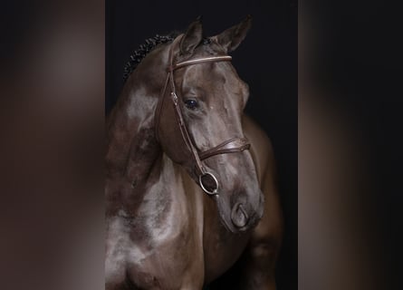 Zangersheide, Yegua, 6 años, Negro