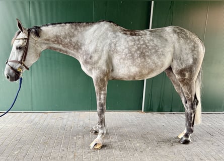 Zangersheide, Yegua, 7 años, 170 cm, Tordo rodado Zangersheide, Yegua, 7 años, 170 cm, Tordo rodado