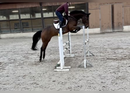 Zangersheide, Yegua, 7 años, Castaño oscuro