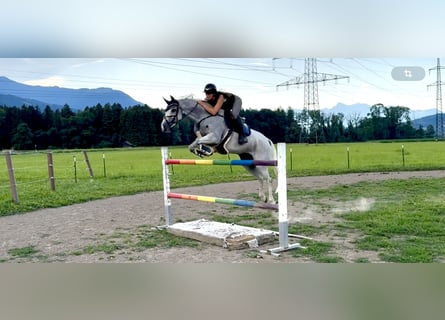 Zangersheide, Yegua, 9 años, 166 cm, Tordo