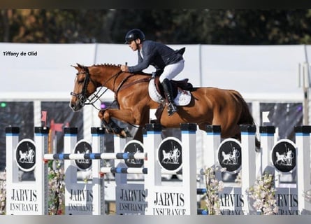 Zangersheider, Unbekannt, Embryo