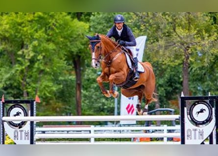 Zangersheider, Unbekannt, Embryo