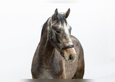 Zangersheider, Étalon, 1 Année, 155 cm, Gris noir