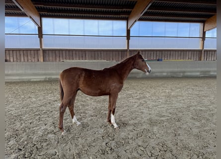 Zangersheider, Étalon, 1 Année, Alezan