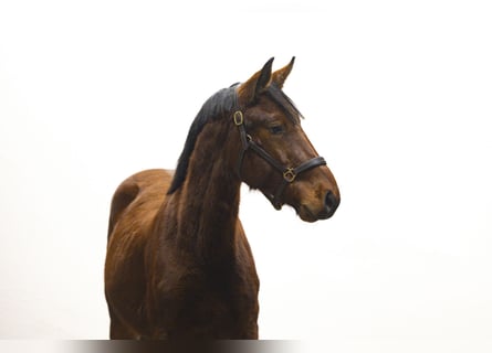 Zangersheider, Étalon, 2 Ans, 149 cm, Bai