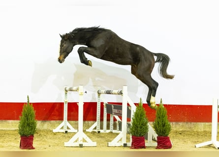 Zangersheider, Étalon, 2 Ans, 166 cm, Bai