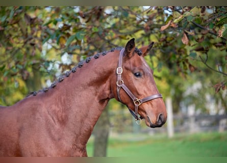 Zangersheider, Étalon, 2 Ans, 167 cm, Bai