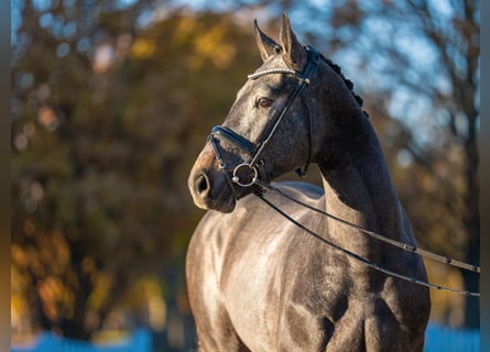 Zangersheider, Étalon, 2 Ans, 167 cm, Gris