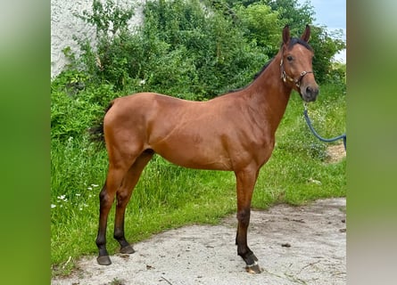 Zangersheider, Étalon, 2 Ans, 170 cm, Bai
