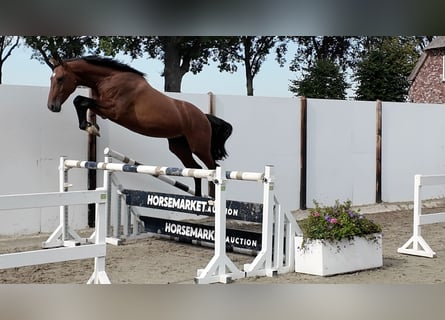 Zangersheider, Étalon, 3 Ans, 162 cm, Bai cerise