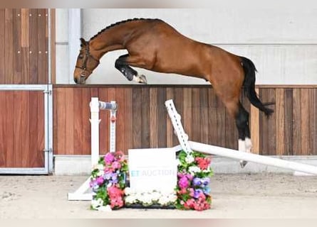 Zangersheider, Étalon, 3 Ans, 165 cm, Bai cerise