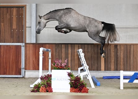 Zangersheider, Étalon, 3 Ans, 167 cm, Gris
