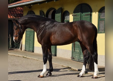 Zangersheider, Étalon, 3 Ans, 170 cm, Bai brun