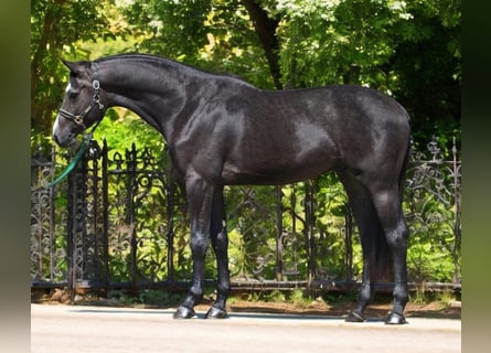 Zangersheider, Étalon, 3 Ans, 170 cm, Gris noir