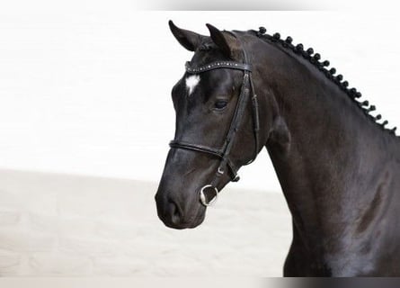 Zangersheider, Étalon, 3 Ans, 170 cm, Noir