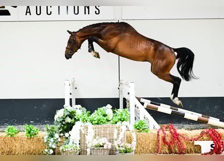 Zangersheider, Étalon, 3 Ans, 171 cm, Bai