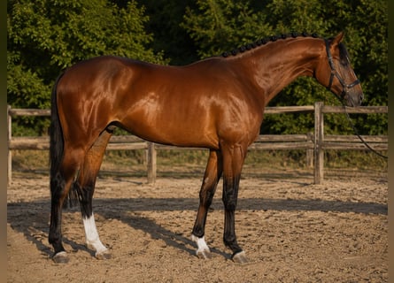Zangersheider, Étalon, 3 Ans, 172 cm, Bai cerise