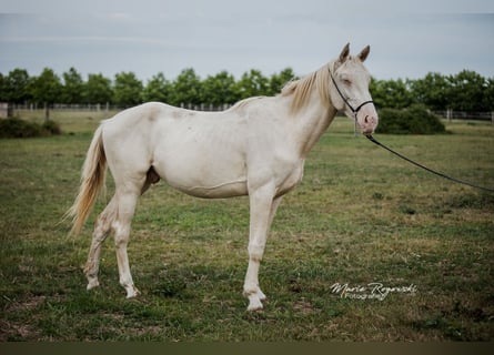 Zangersheider, Étalon, 3 Ans, 172 cm, Perlino