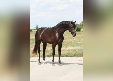 Zangersheider, Étalon, 3 Ans