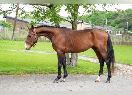 Zangersheider, Étalon, 4 Ans, 156 cm, Bai