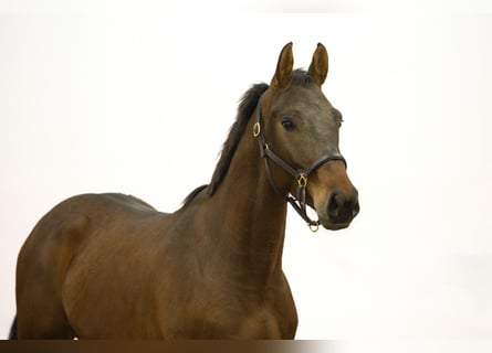 Zangersheider, Étalon, 4 Ans, 157 cm, Bai brun