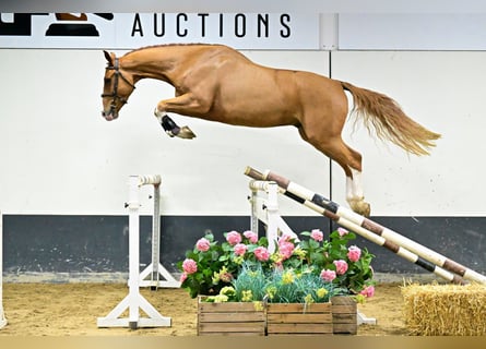 Zangersheider, Étalon, 4 Ans, 169 cm, Alezan