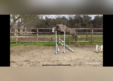 Zangersheider, Étalon, 4 Ans, 169 cm, Gris