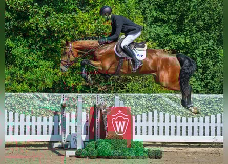 Zangersheider, Étalon, 4 Ans, 170 cm, Bai
