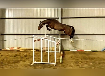 Zangersheider, Étalon, 5 Ans, 165 cm, Bai