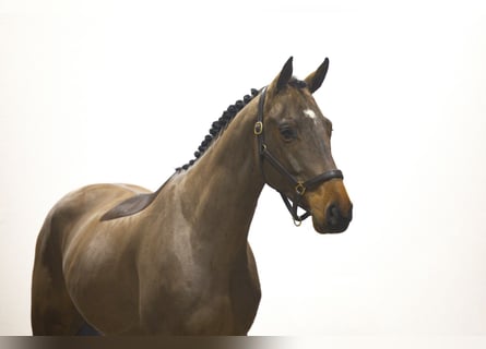 Zangersheider, Étalon, 5 Ans, 165 cm, Bai