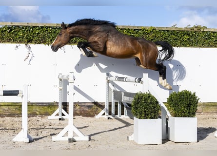 Zangersheider, Étalon, 5 Ans, 166 cm, Bai