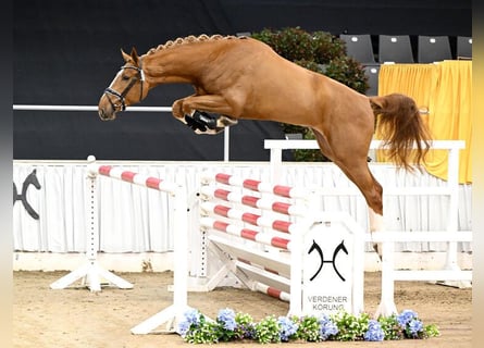 Zangersheider, Étalon, 4 Ans, 168 cm, Alezan