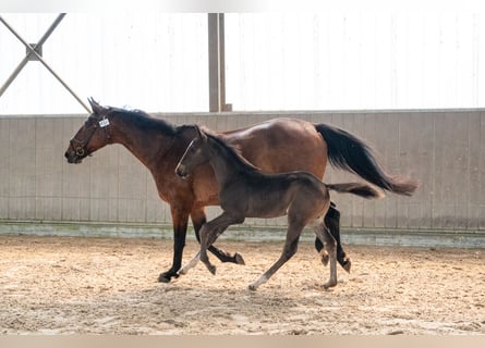 Zangersheider, Étalon, Poulain (04/2026), Bai brun