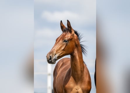 Zangersheider, Étalon, Poulain (04/2024), Bai cerise