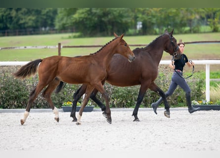 Zangersheider, Étalon, Poulain (03/2024), Bai cerise