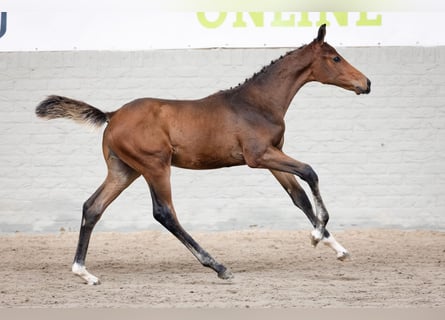 Zangersheider, Étalon, Poulain (05/2026), Bai