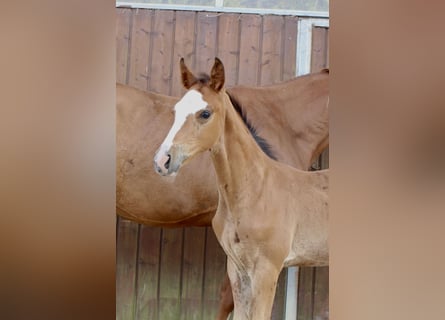 Zangersheider, Étalon, Poulain (06/2025), Bai