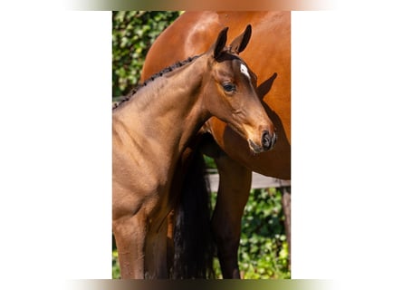 Zangersheider, Étalon, Poulain (05/2025)