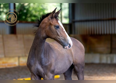 Zangersheider, Étalon, Poulain (05/2024), Gris