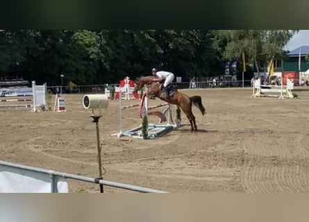 Zangersheider, Gelding, 10 years, 16.1 hh, Brown