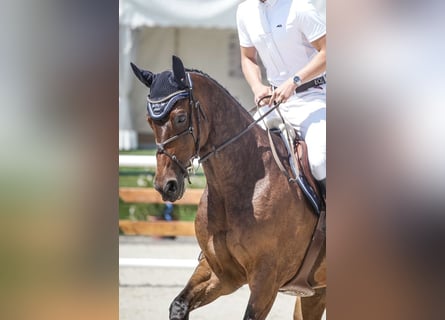 Zangersheider, Gelding, 10 years, 16.3 hh, Bay-Dark