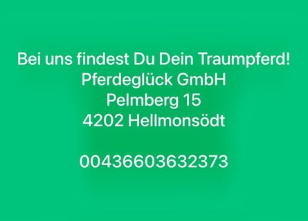 Zangersheider, Gelding, 10 years, 16,2 hh, Brown