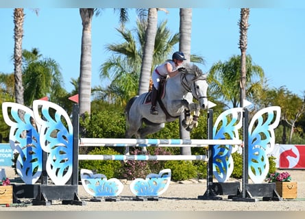 Zangersheider, Gelding, 11 years, 16,2 hh