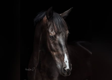 Zangersheider, Gelding, 12 years, 16.2 hh, Smoky-Black