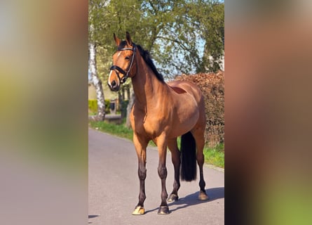 Zangersheider, Gelding, 12 years, 16.3 hh, Brown