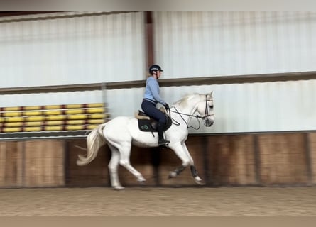 Zangersheider, Gelding, 12 years, 16 hh, Gray-Blue-Tan