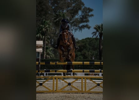 Zangersheider, Gelding, 12 years, 16,1 hh, Bay